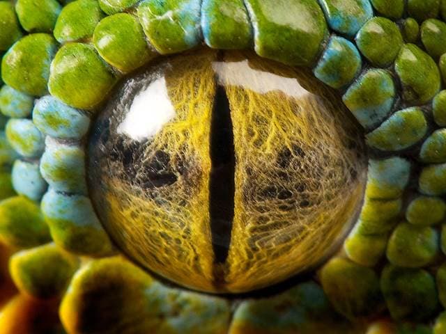 Зміїне око в Трипільській кераміці